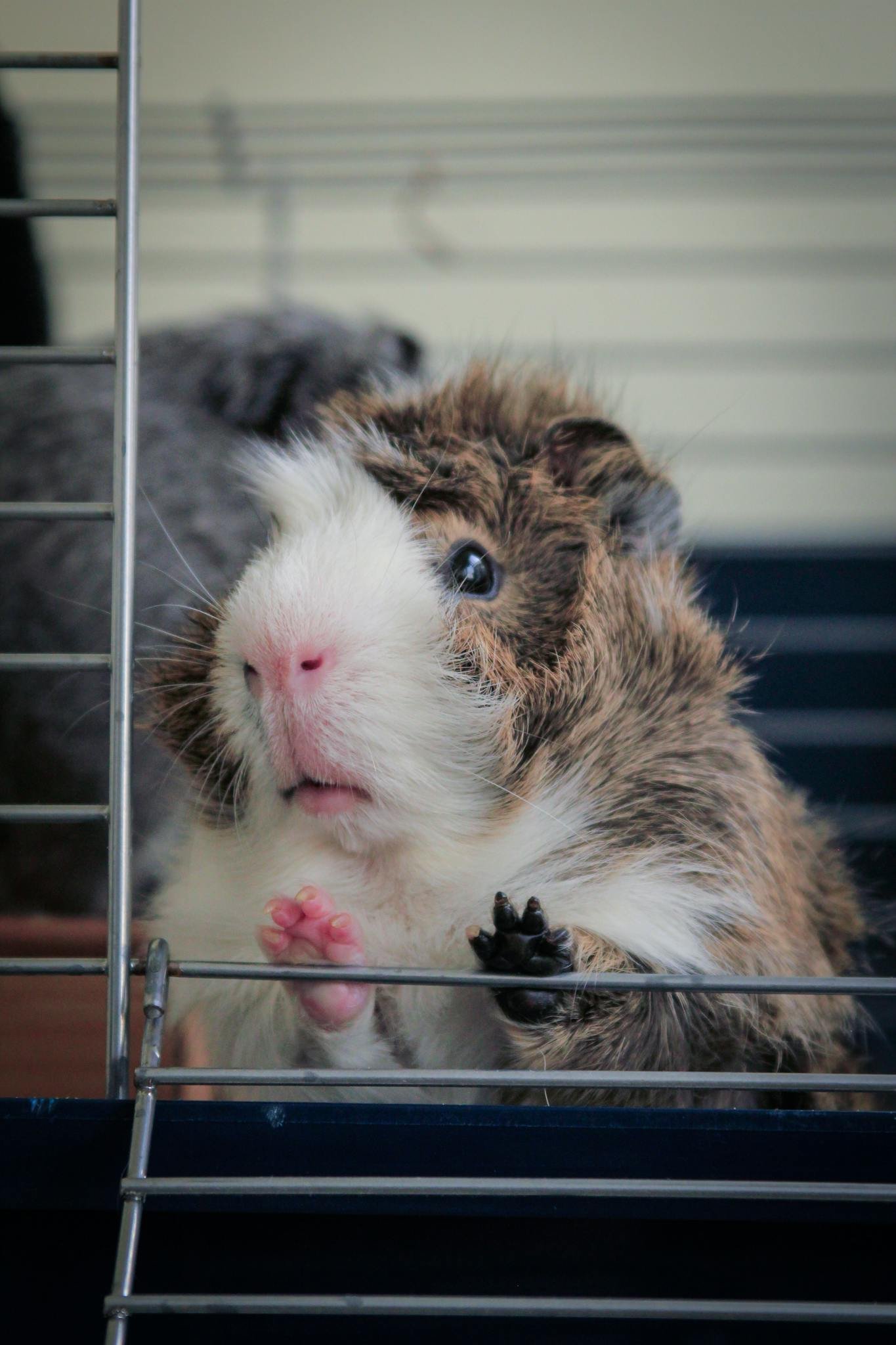 Adorable guinea pig peeking through cage bars, showcasing its curious nature.