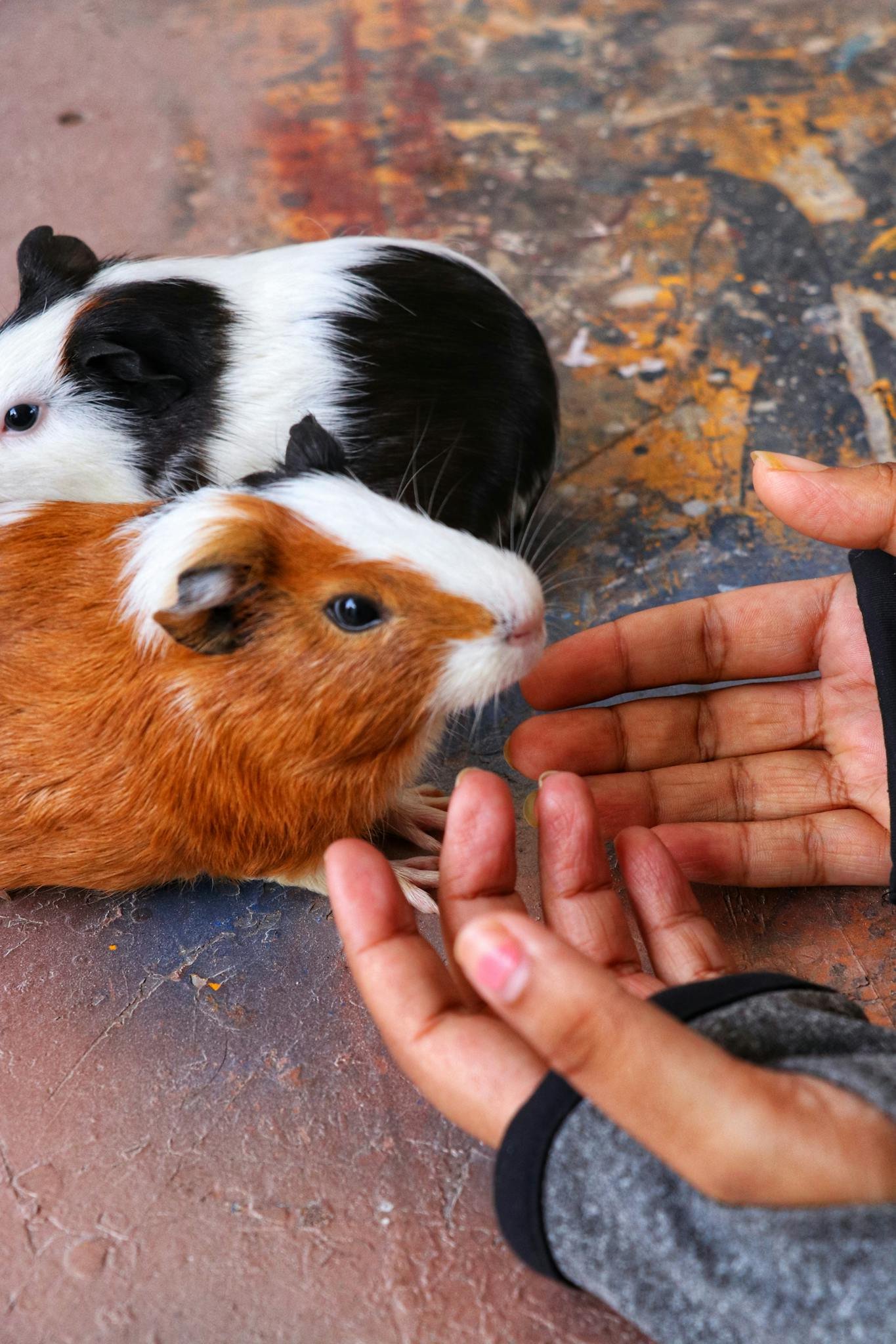 Close-up of two guinea pigs interacting with human hands on a textured surface.
