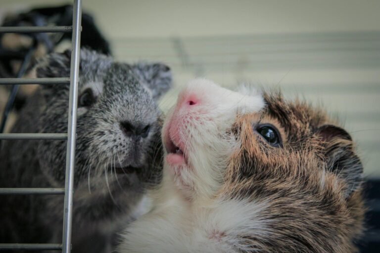 Close-up photo capturing the cute details of two fluffy guinea pigs peeking through a cage.