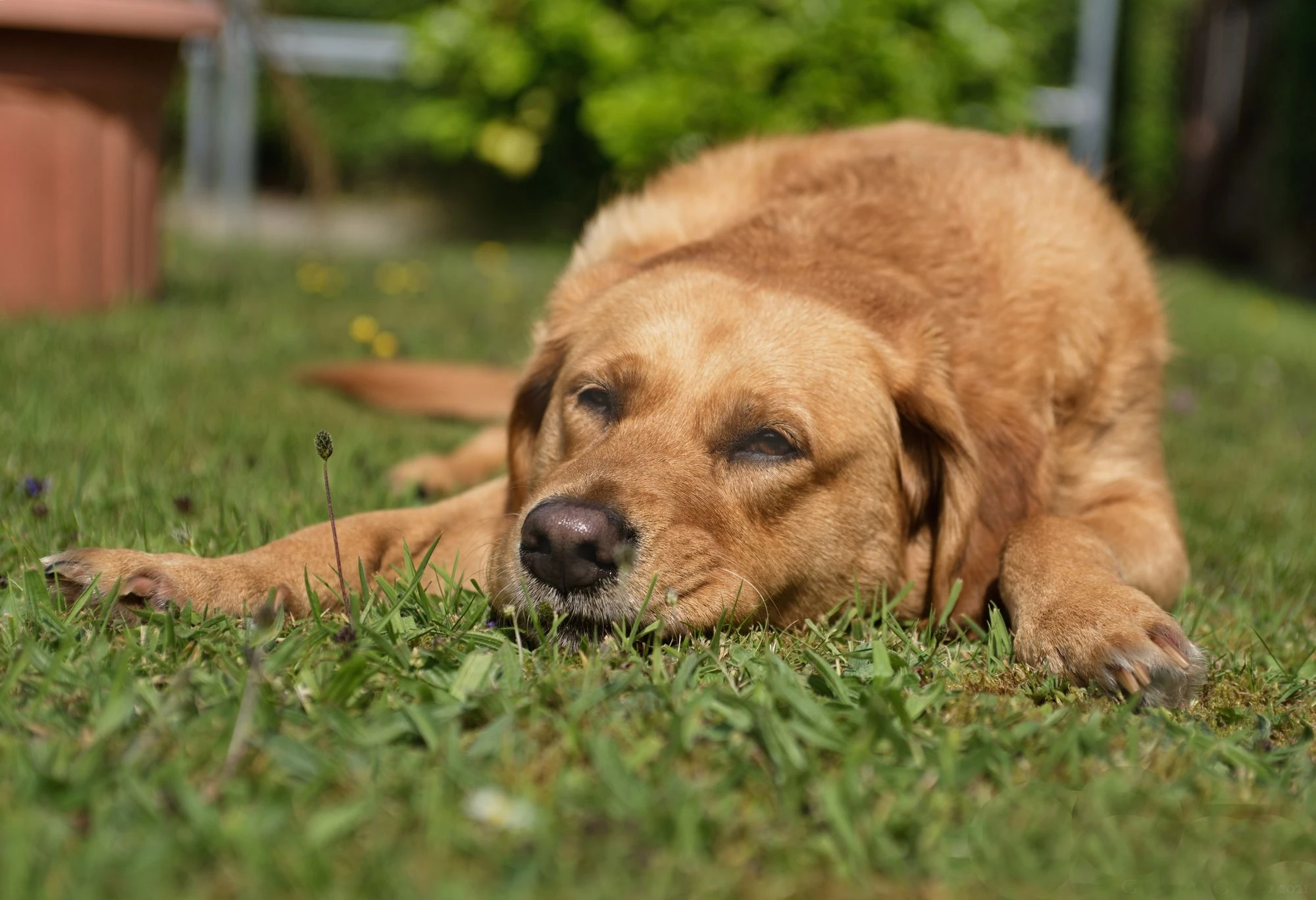 Close-up of a Labrador Retriever resting on grass.