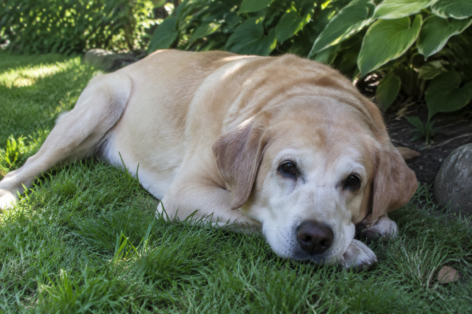 Illustration of a dog resting in garden shade.