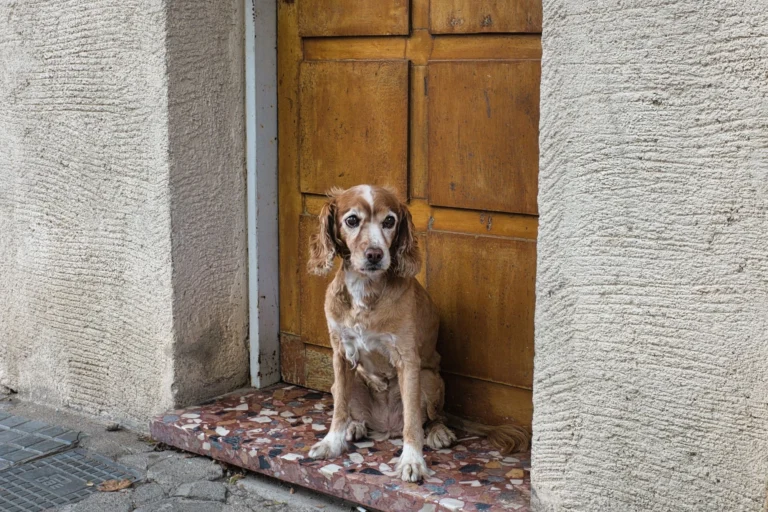 A dog sitting beside a wooden door.