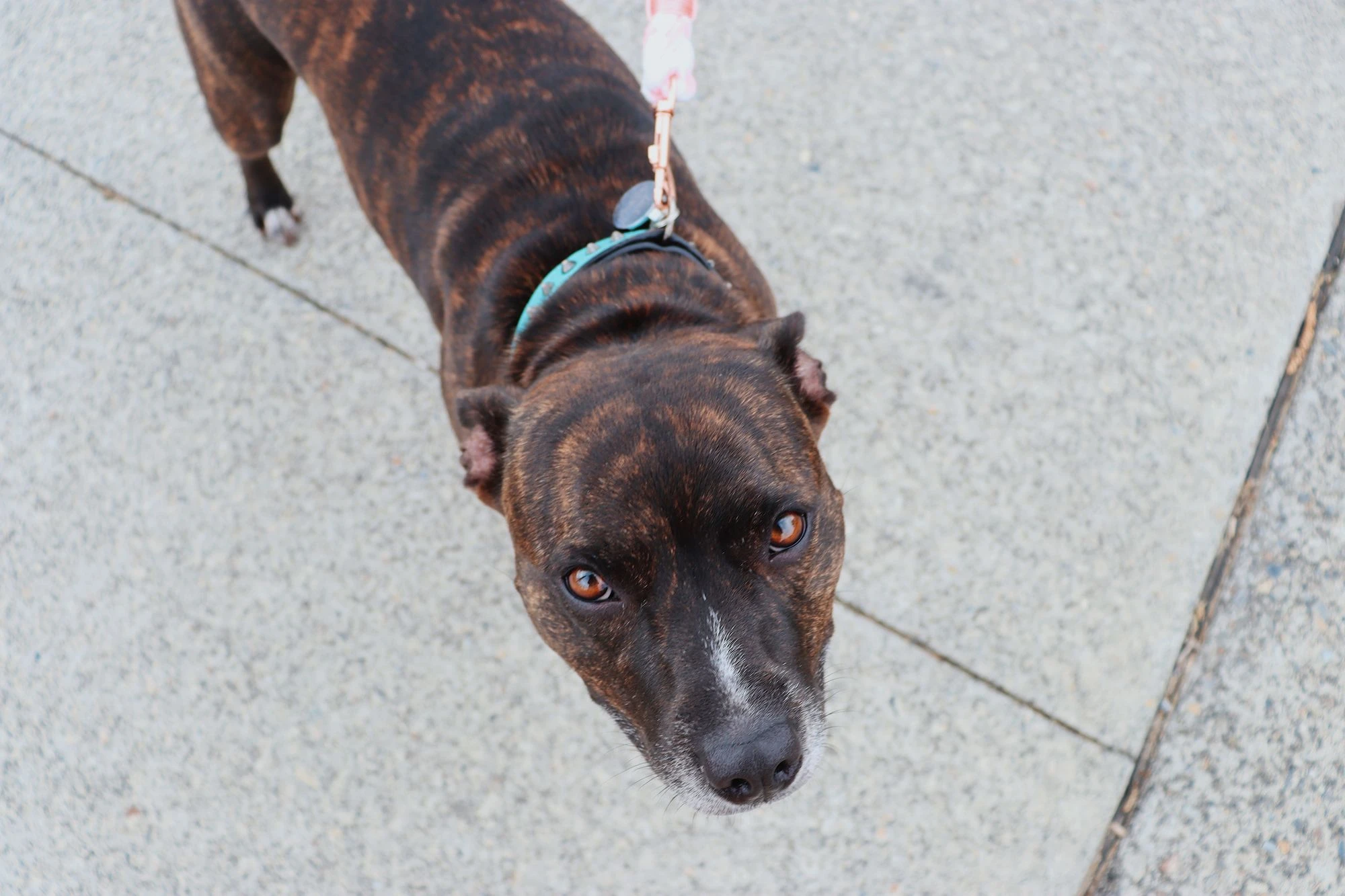A brown dog wearing a leash on an outdoor path.