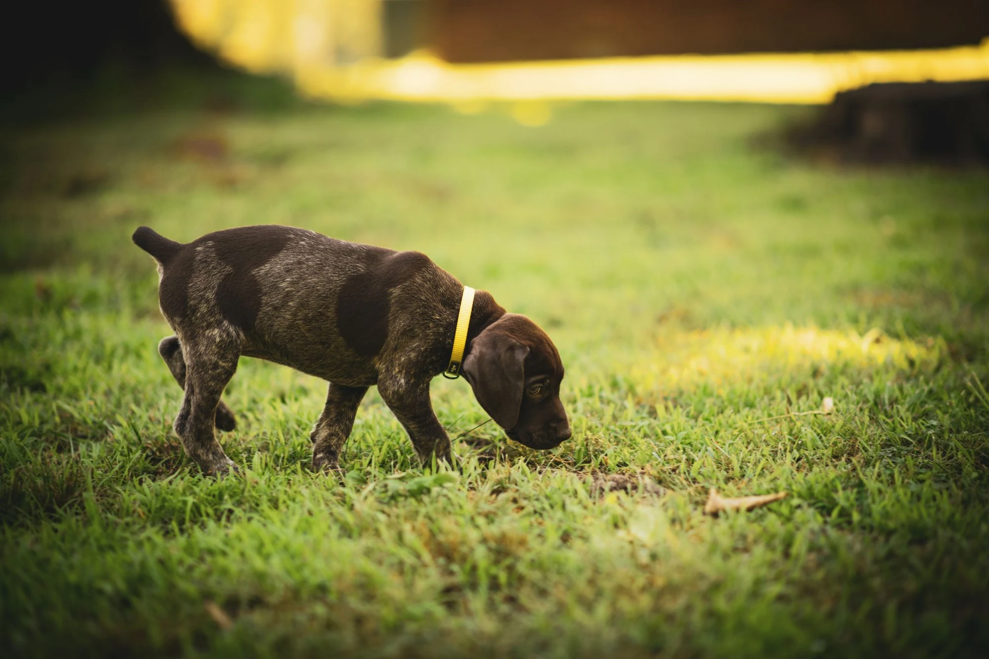 A German Shorthaired Pointer puppy sniffing grass.