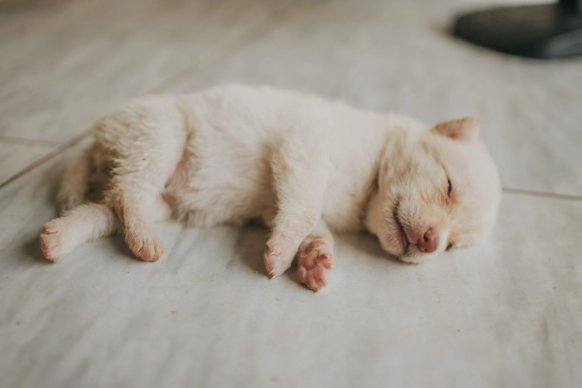 A white puppy sleeping on a tiled floor indoors.