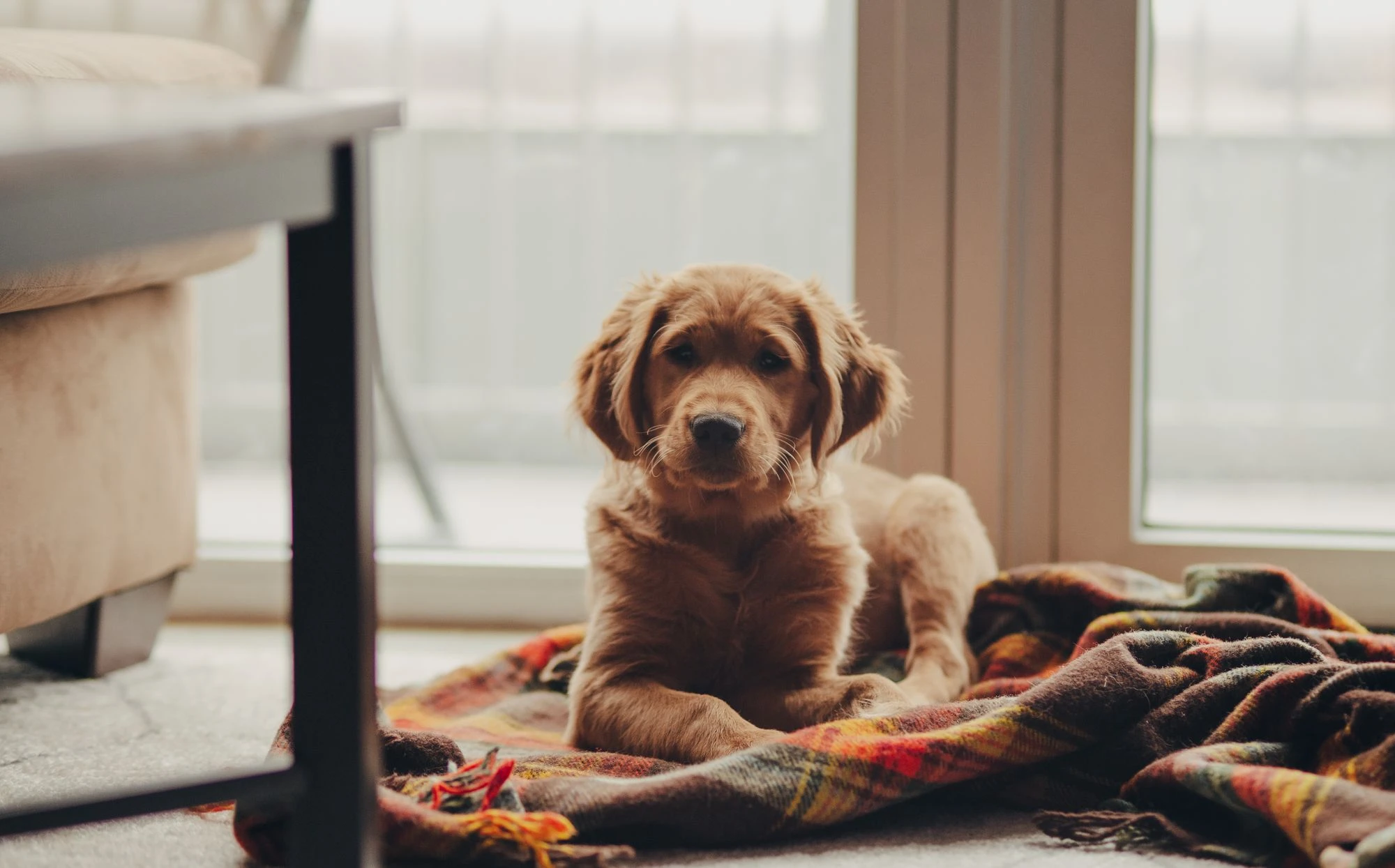 A Golden Retriever puppy resting on a blanket indoors.