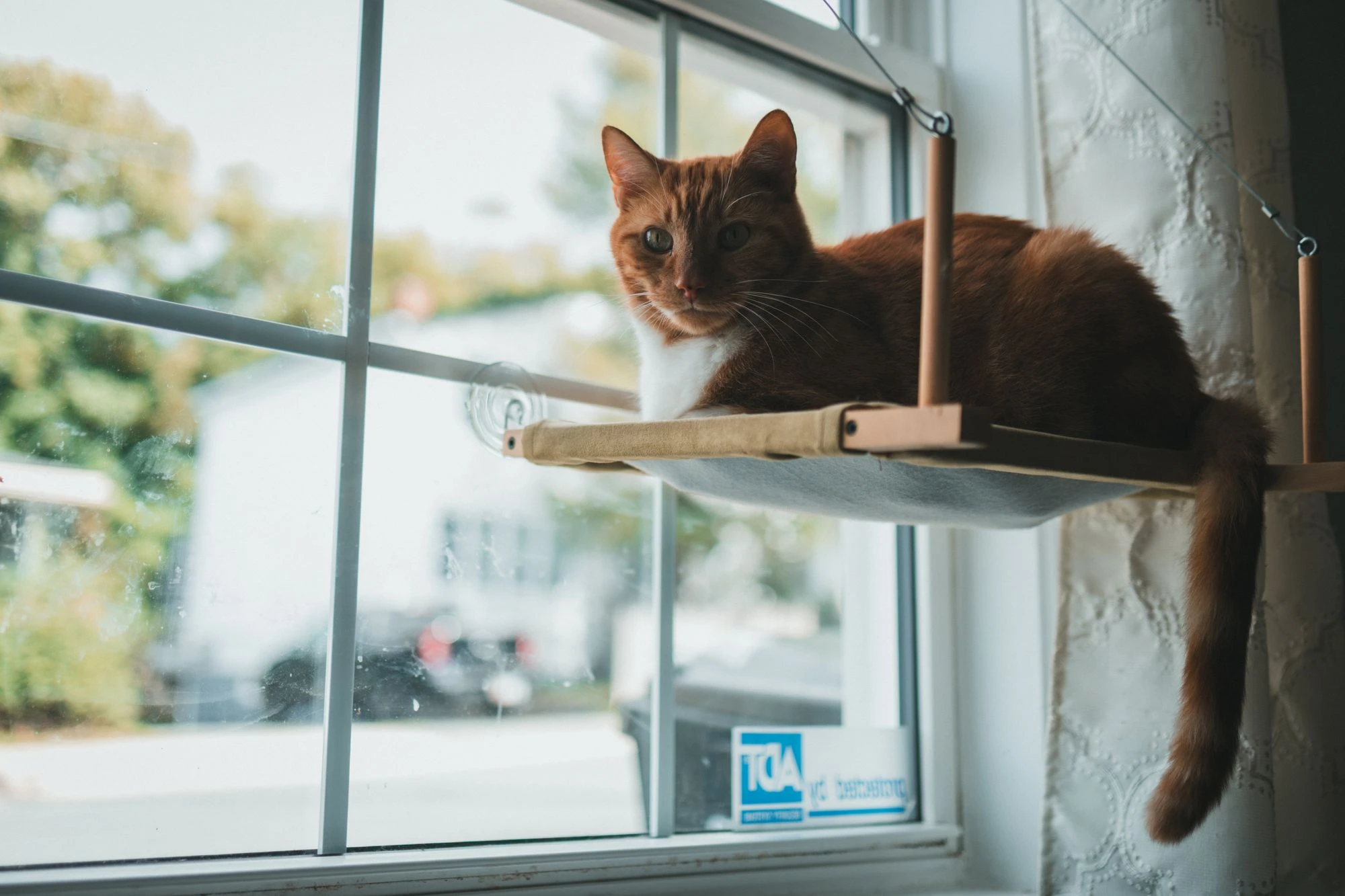 An orange tabby cat resting on an indoor window perch.