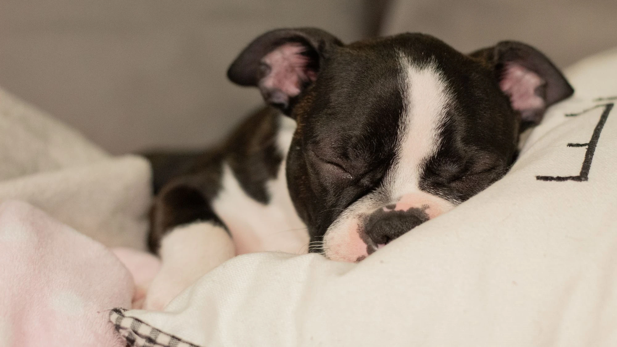 A Boston Terrier puppy sleeping on a soft pillow.