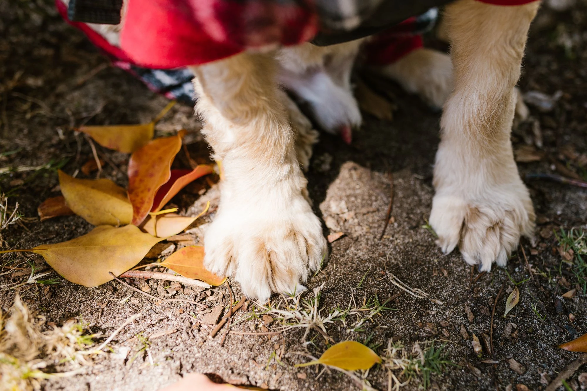 Close-up of dog paws on earthy ground among autumn leaves.