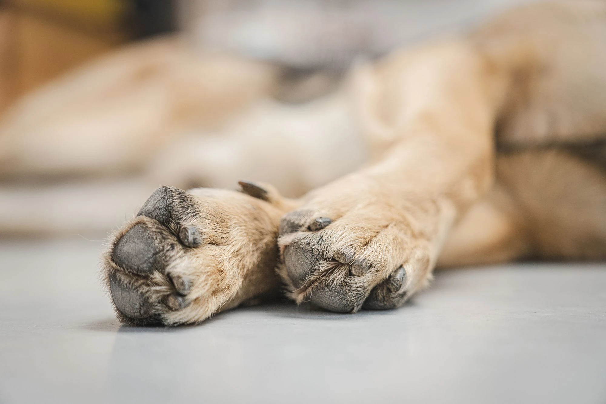 Close-up of a German Shepherd?s paws resting on a light-colored floor.