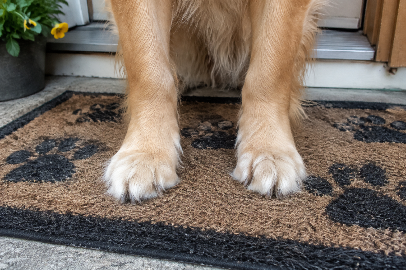 Illustration of a dog?s front paws on a washable doormat.