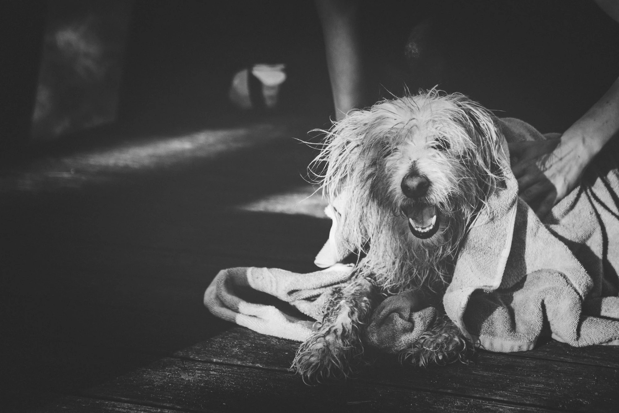 Black-and-white photograph of a dog being dried with a towel.