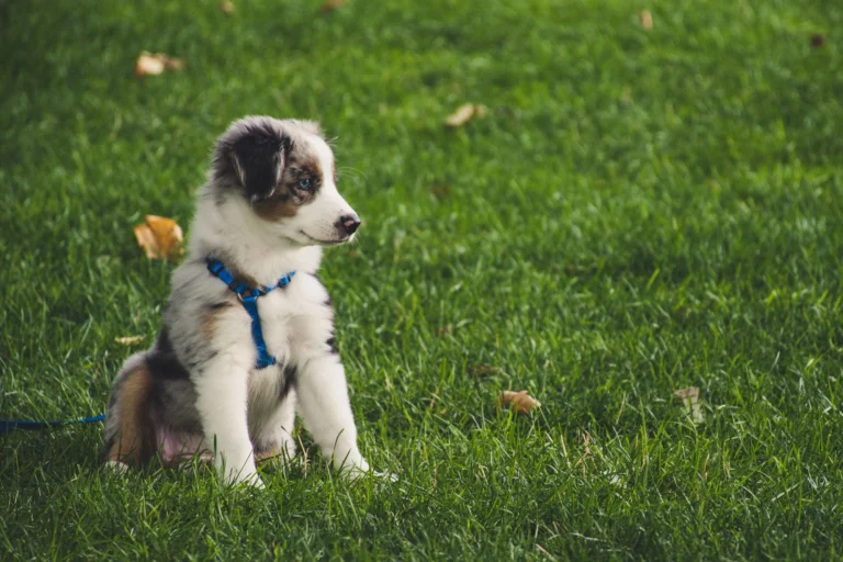 An Australian Shepherd puppy sitting on grass wearing a blue harness.