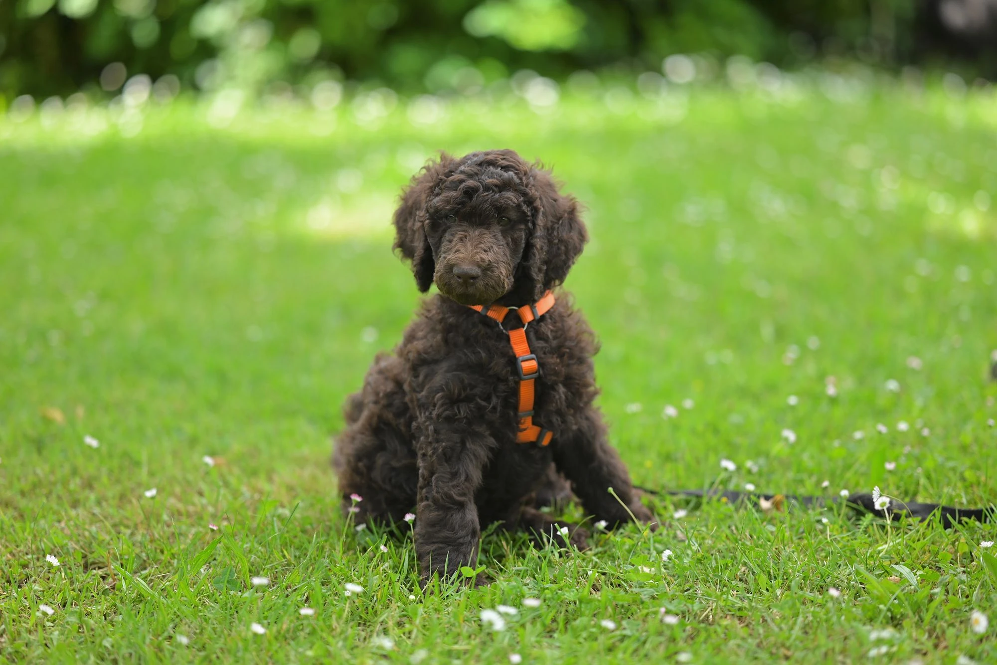A brown poodle puppy sitting on grass wearing an orange harness.