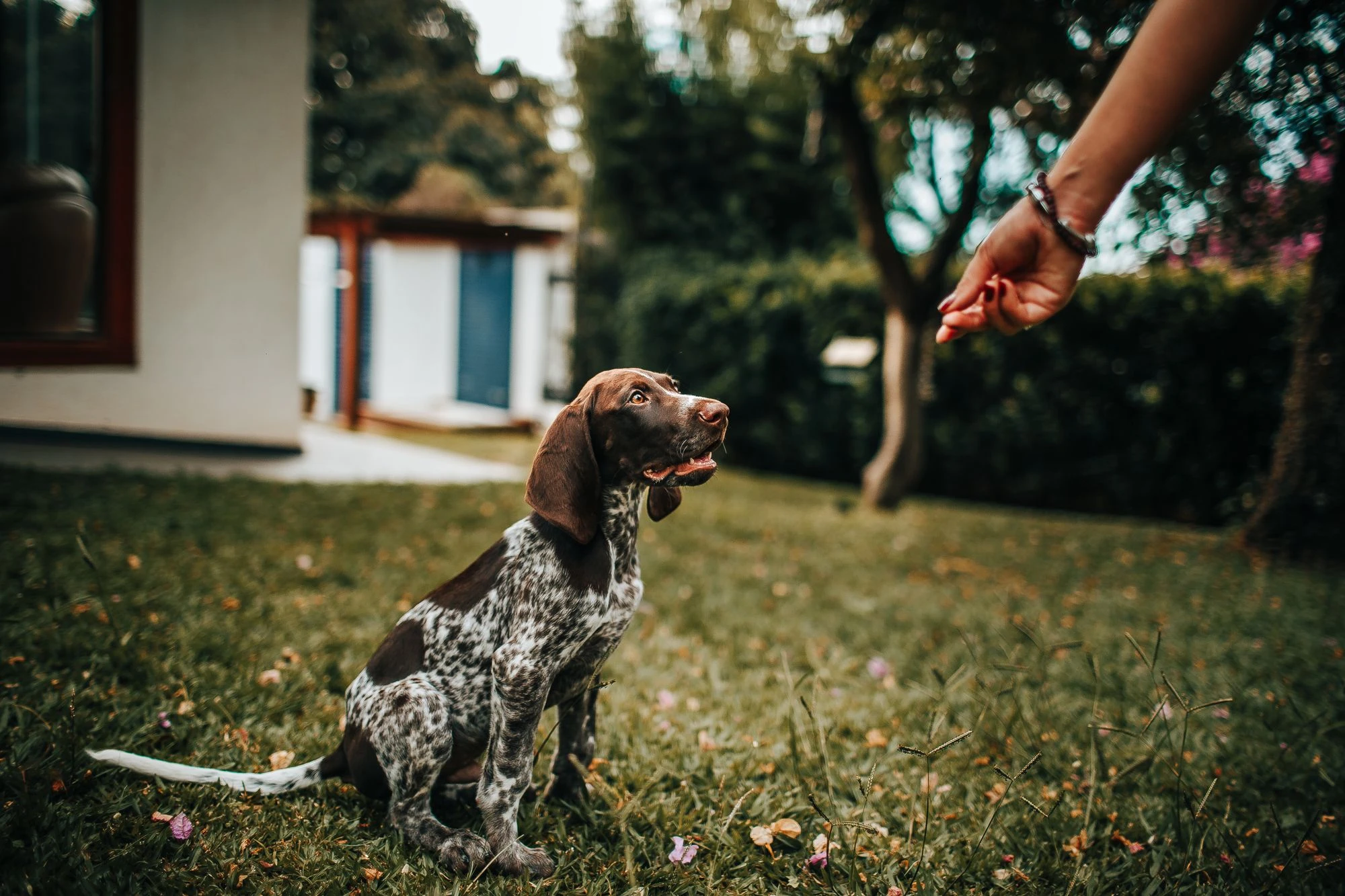A puppy watching a reward held by a person during outdoor practice.