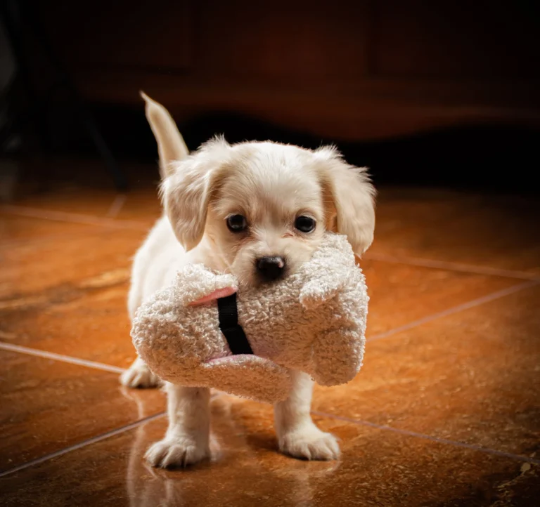 A small puppy carrying a plush toy indoors.