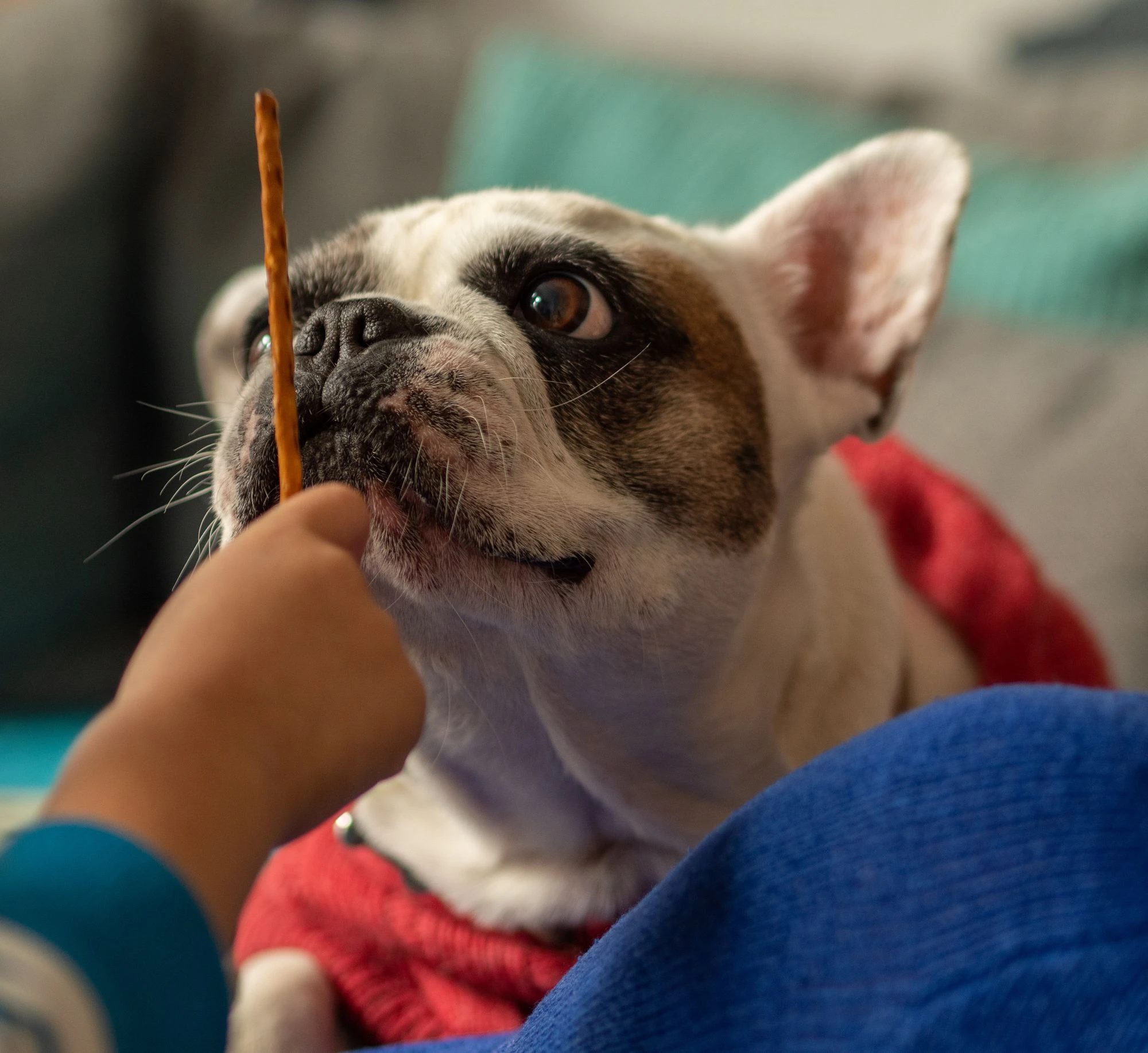 A French Bulldog watching a person holding a snack.