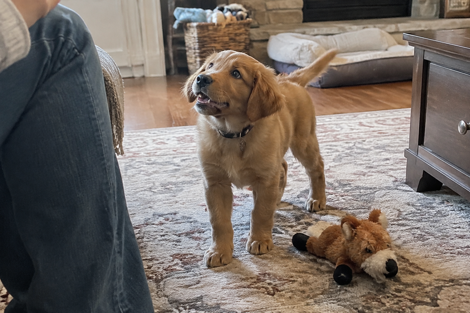 Illustration of a puppy looking toward its owner with a toy on the floor.