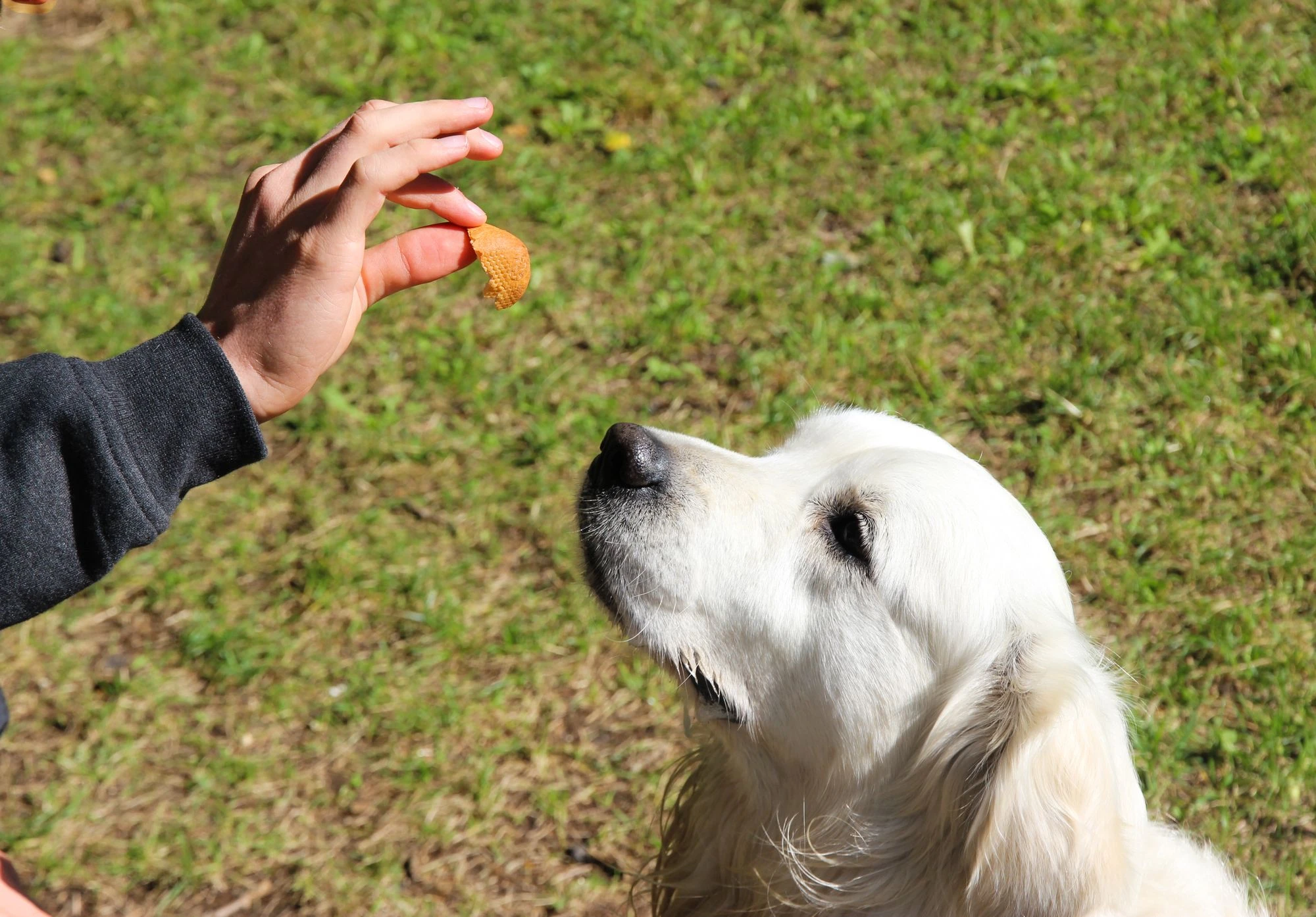 A Golden Retriever watching a reward held by a person outdoors.