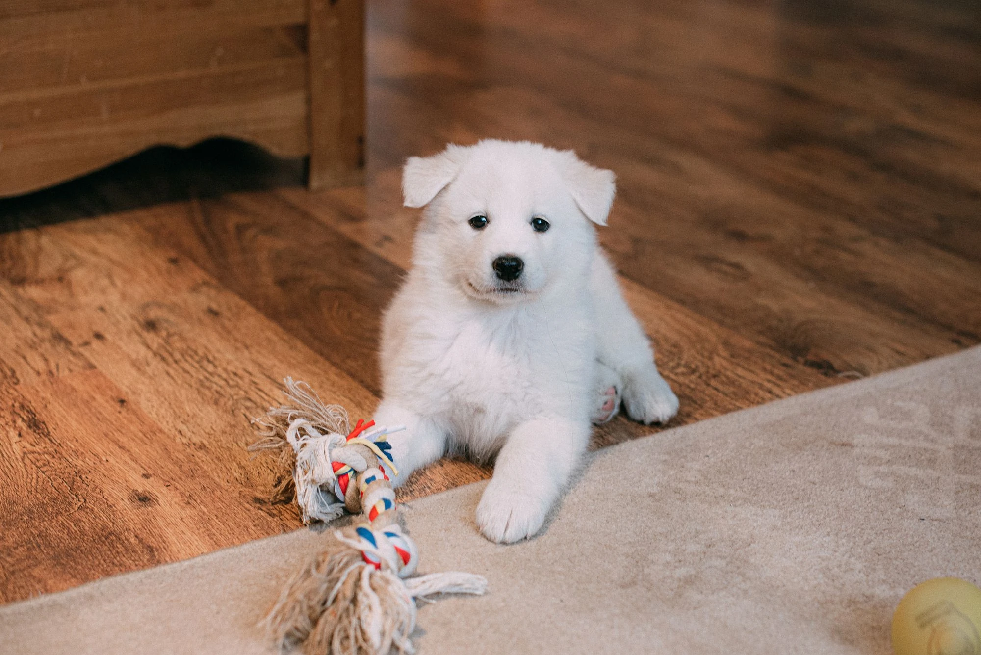 A white Samoyed puppy lying on a wooden floor beside a rope toy.