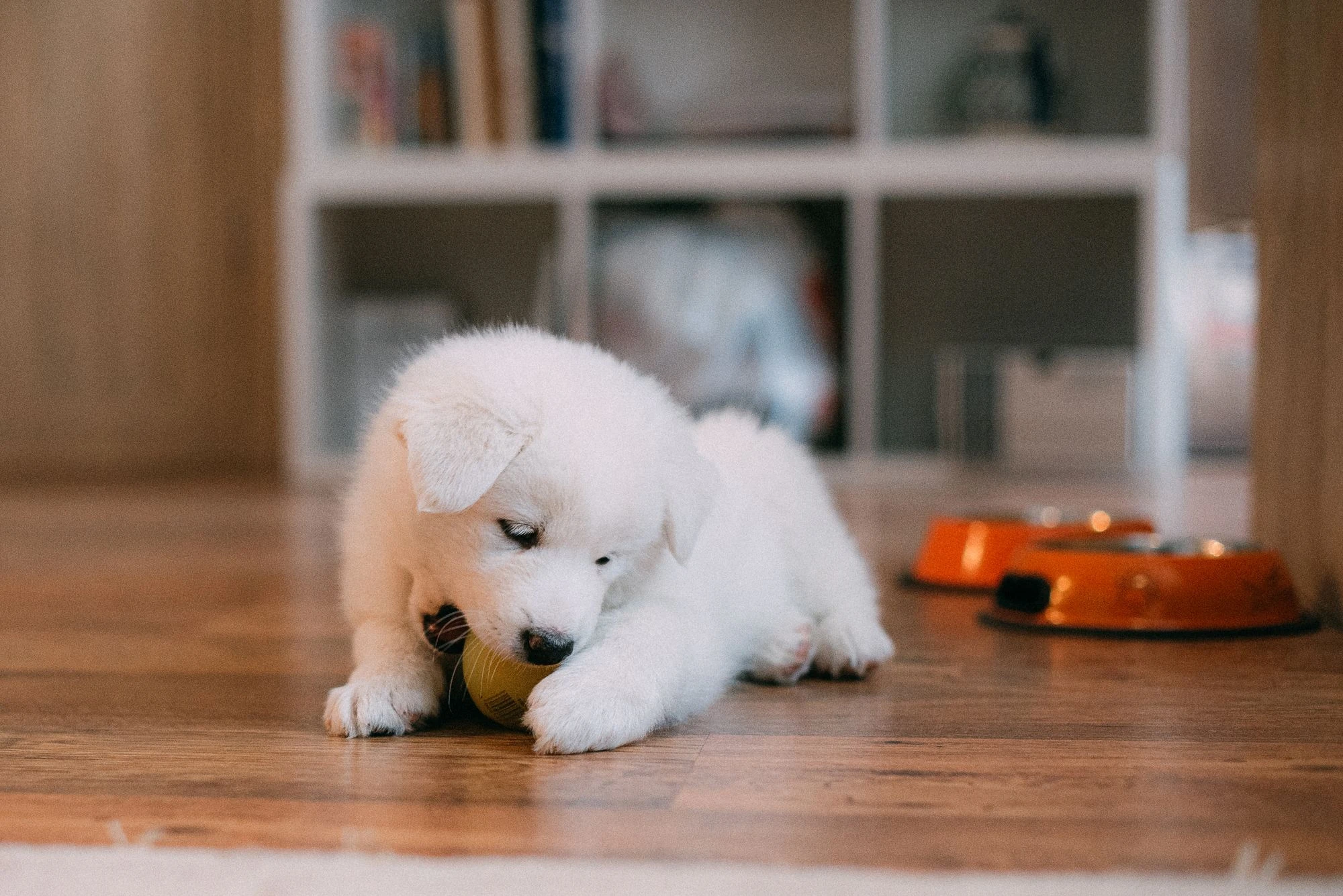 A white Samoyed puppy playing with a ball on a wooden floor.