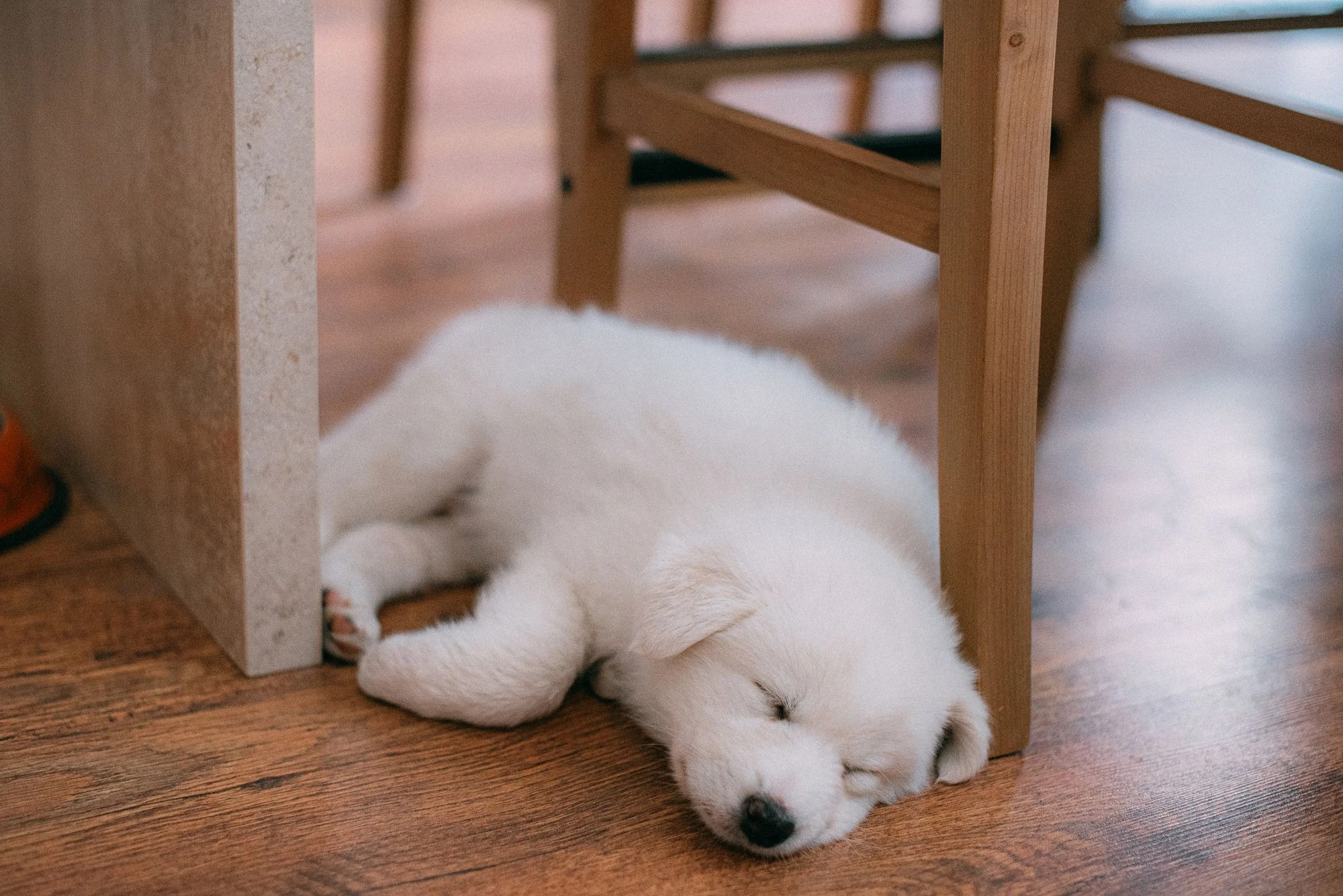 A white Samoyed puppy asleep beneath a wooden chair.